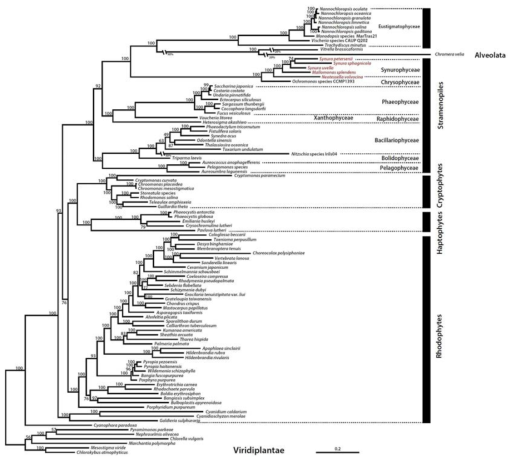 Phylogenetic tree of synurophyte plastids. This tree was constructed using a dataset of 91 concatenated proteins (18,250 amino acids). The numbers on each node represent ultrafast bootstrap approximation (UFBoot) values calculated using IQ-Tree. The scale bar indicates the number of substitutions/site