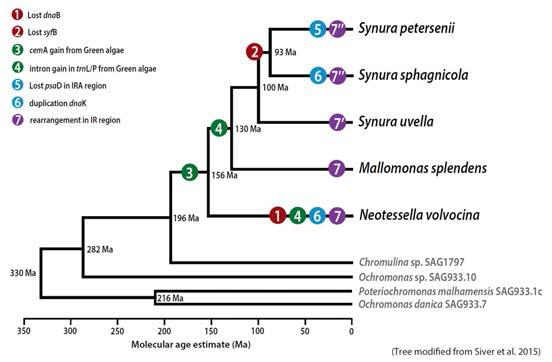 Molecular timeline of synurophyte plastid genomes. Putative gene loss, LGT, and intron insertion events are mapped onto a schematic tree based on the multi-gene tree shown in figure 5