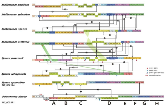 Gene content and arrangement of synurophycean mitochondrial genomes. Eight synthetic blocks (A–H) are described relative to a phylogenetic tree of synurophytes. Putative gene rearrangements are indicated with numbers (1–30). Repeat regions are marked with red arrow heads (<<<). The gene gain or loss are marked; gain in red, loss in blue