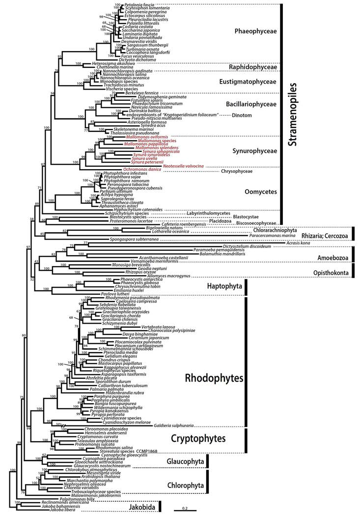 Phylogenetic tree of synurophyte mitochondria. This tree was constructed using a dataset of 16 concatenated proteins (3,879 amino acids). The numbers on each node represent ultrafast bootstrap approximation (UFBoot) values calculated using IQ-Tree. The scale bar indicates the number of substitutions/site