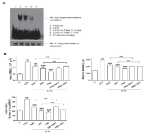 4-PBA에 의한 NF-κB 할성화를 억제 (A), NF-κB 할성 억제시 파골세포에 대한 4-PBA 효과사라짐 (B)