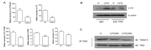 TNFRSF14 (TR2) 부재시 파골세포 특이적 유전자의 저해 (A), anti-TNFRSF14 (TR2) Ab에 의한 autophagy감소 (B), TNFRSF14과 TRAF3의 부착과 LPS에 의한 TRAF3의 분해 (C)