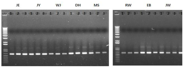 9명의 영유아 fecal DNA를 이용한 16S rRNA PCR 결과