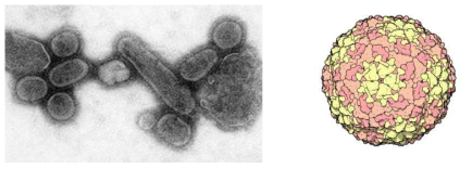 신종인플루엔자 바이러스 (왼쪽) 와 구제역 바이러스의 사진 (오른쪽)