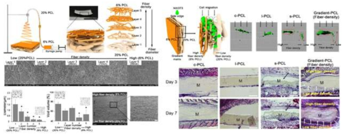 One-step, gradient 나노섬유 구조체 제작 기술을 위한 신개념 전기방사법 개발 및 이를 활용한 in vitro/in vivo 연구