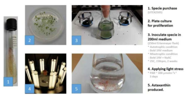 H. pluvialis에서의 mixotrophic condition에서 astaxanthin의 생산 과정