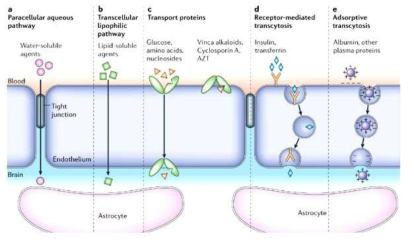 Pathways across the blood–retinal barrier