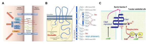 BRB 치밀이음부 구조 및 Occludins과 Claudins의 인산화에 의한 치밀이음부 조절