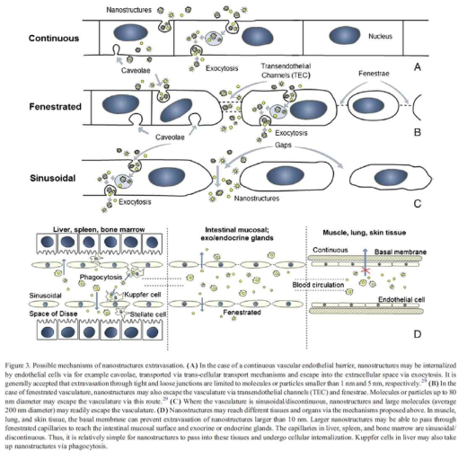 다양한 혈관조직에서 나타나는 나노입자의 혈관 투과 기전