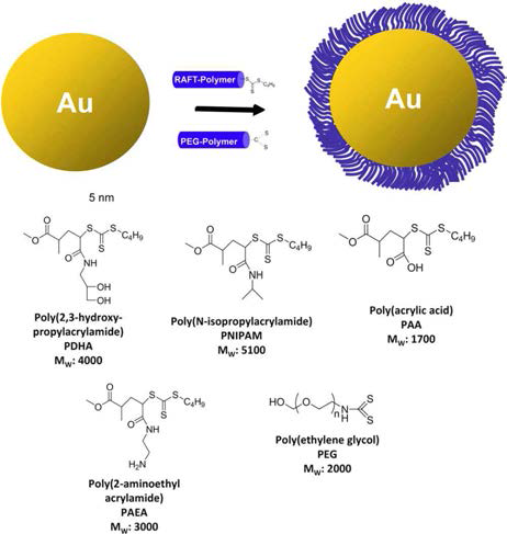 금나노입자의 표면처리. PDHA and PEG: 중성친수성; PNIPAM: 중성소수성; PAA: 산성(음전하); PAEA: 염기성(양전하)