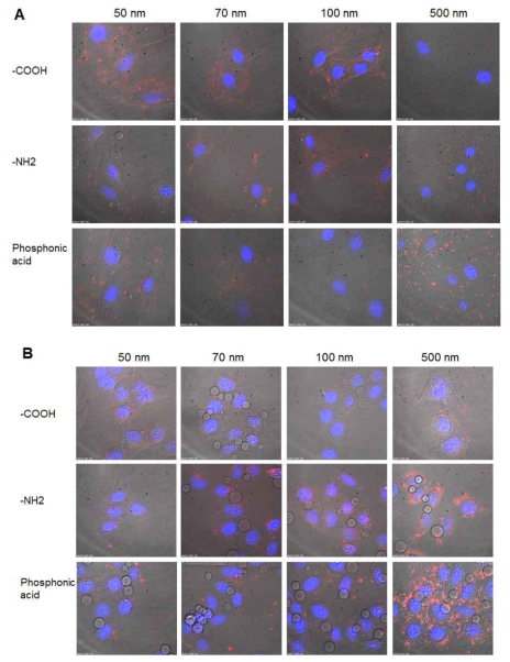 기능성 나노컴포지트의 세포투과성 비교분석 (A ; bEND3 endothelial cell, B ; HeLa cell)