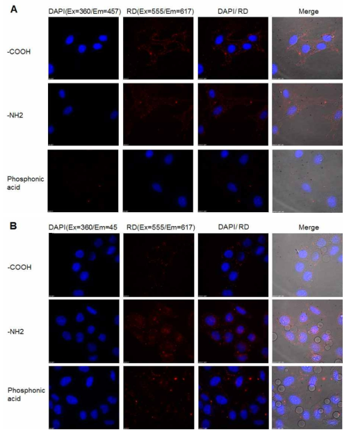 100 nm 크기를 가진 기능성 나노컴포지트의 세포투과성 비교분석 (A ; bEND3 endothelial cell, B ; HeLa cell)