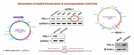 PRL1 발현제어 시스템 구축 및 세포주 제작