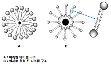 생성된 혈관투과성 측정용 하이브리드 리포좀