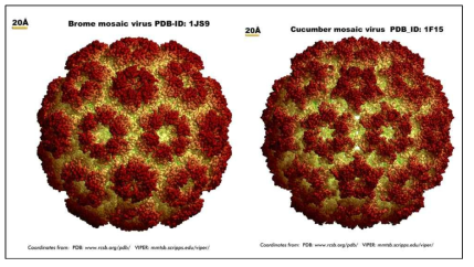 Brome Mosaic Virus(BMV, 외부직경 40 nm)와 Cucumber Mosaic Virus(CMV, 외부직경 40 nm)의 모식도