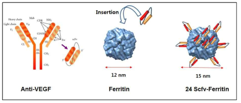 VEGF와 결합하는 단백질 나노입자에 대한 모식도