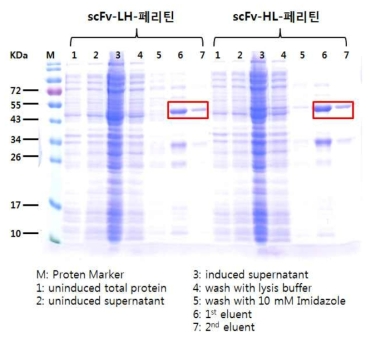 VEGF와 결합하는 단백질 나노입자의 발현∙ 정제