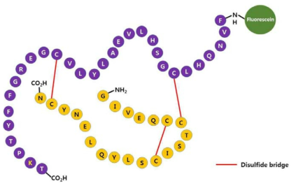 Trans-cellular 투과성 측정용 형광표지 단백질 탐침의 개발