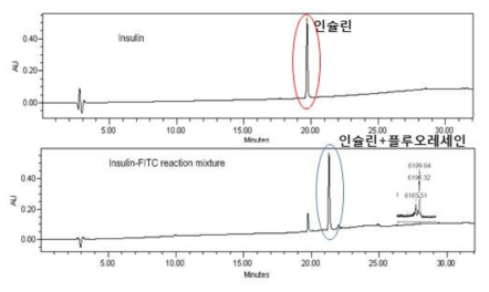 Trans-cellular 투과성 측정용 단백질 탐침의 형광 표지 여부 확인