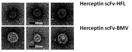 정제된 scFv(Herceptin)-ferritin, scFv(Herceptin)-BMV의 투과전자현미경 사진 분석