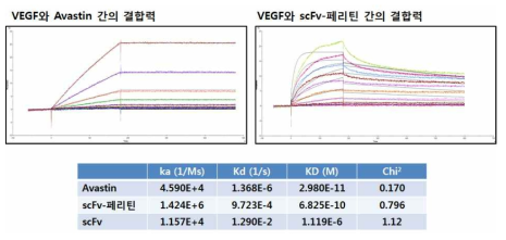 scFv(avastin)-ferritin의 항원 결합력 비교