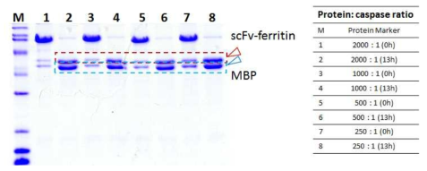 단백질 분해효소를 이용한 MBP와 scFv (avastin G6)-ferritin의 분리