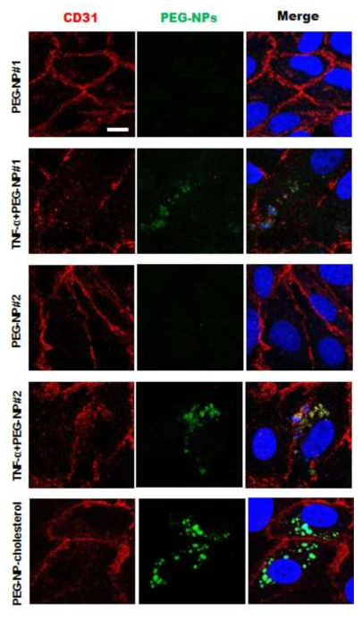 페그리피드로 구성된 3종의 기능성 나노입자의 혈관투과성 분석
