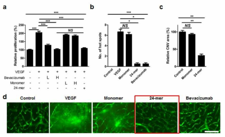 ScFv-ferritin 단백질의 혈관신생 제어능 검증