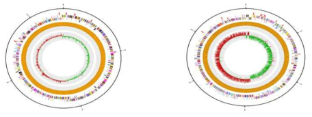 Genome map for B19(S. hyointestinalis, left) and B20(Cl. perfringens, right) strains