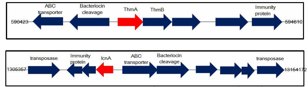 Bacteriocin gene cluster for B19(S. hyointestinalis, above), B20(Cl. perfringens, below) strains