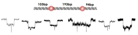 단백질 결합 염기 서열을 두 군데 갖고 있는 DNA와 실제 translocation event