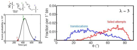 나노포어 외부 DNA 형태(좌, Lu et al. Biophys. J. 2011) 및 DNA의 입사각(우, McMullen et al. Nat. Commun. 2014)에 따른 translocation 확률 연구
