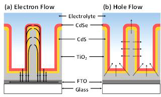 Schematic for transport of (a) electrons and (b) holes in the TiO2/CdS/CdSe nanorod grown on FTO glass substrate. Holes generated over the nanorod directly transfer over the junction barriers to the electrolyte following the shortest path. The electrons generated over the nanorod transport to the bottom following the high conduction path followed by crossing over the junction barriers to the FTO substrate