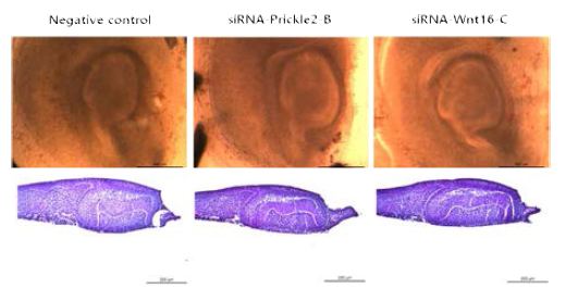 배아시기 13일부터 24시간 배양하면서 siRNA를 처리한 체외배양된 치배조직과 조직절편결과