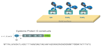 Cysteine protein G를 이용한 골드칩/골드입자에 브로브의 고정화 방법