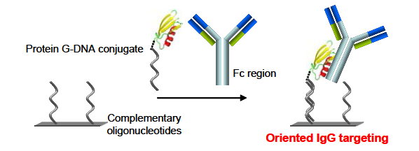 DNA-Protein G conjugate를 이용한 항체 고정화 방법