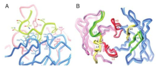 B형간염 치료용 항체-항원 상호작용 규명 (A) 결합 상태 preS1 항원 (녹색) 의 구조 (B) 항원-항체 결합 기전 HzKR127 항체의 단독상태 구조와 preS1 항원 결합상태 구조의 비교 (진한 색이 결합상태임)