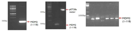 MDM2 단백질 cloning (좌) PCR product 의 agarose gel electrophoresis (중) Restriction enzyme digestion (우) colony PCR 을 통한 colony selection