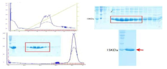MDM2 단백질 정제 (상) SP-anion-exchange chromatography elution profile 및 SDS-PAGE (하) Gel filtration chromatography (superdex75) elution profile 및 최종 정제된 MDM2 단백질의 SDS-PAGE