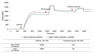 Jagged1 peptide와 J1J1 항체 결합 능력에 대한 SPR분석