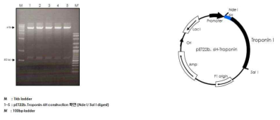 TroponinⅠ 유전자 클론