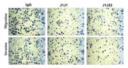 J1J1 항체에 의한 OVCAR3 세포주의 전이 및 침윤 억제