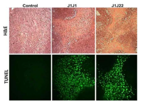 J1J1, J1J22 항체의 항암효과