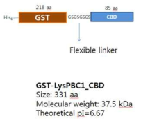 His6-GST-CBD 단백질