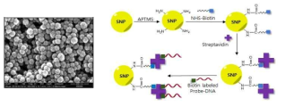 실리카 나노입자 및 DNA 결합 모식도 (좌) 실리카 나노입자의 주사전자현미경 사진 (우) 실리카 나노입자와 타겟 유전자에 상보적인 DNA의 결합 모식도