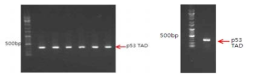 p53 TAD 단백질 cloning (좌) PCR product 의 agarose gel electrophoresis (중) Restriction enzyme digestion (우) colony PCR 을 통한 colony selection
