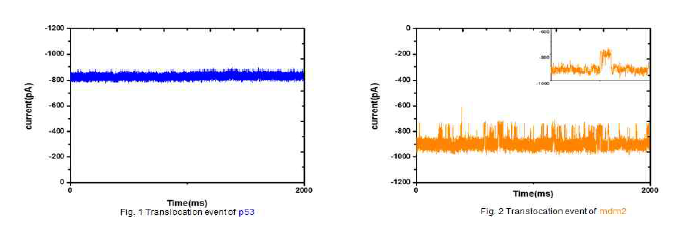 -100mV 에서 p53 (blue) 및 MDM2 (yellow) 단백질의 translocation 측정