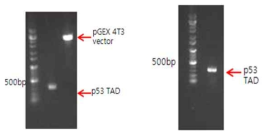 GST-fused p53 TAD 단백질 cloning