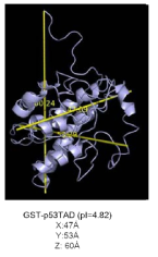 GST-fused p53 TAD 단백질 (PDB code: 1BG5) 의 size dimension 측정 GST 의 X,Y,Z 축에 대한 size dimension