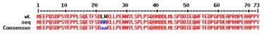 p53 TAD (L22A/W23A) 돌연변이 단백질의 서열
